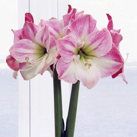 Beeswax-Dipped Amaryllis Bulb