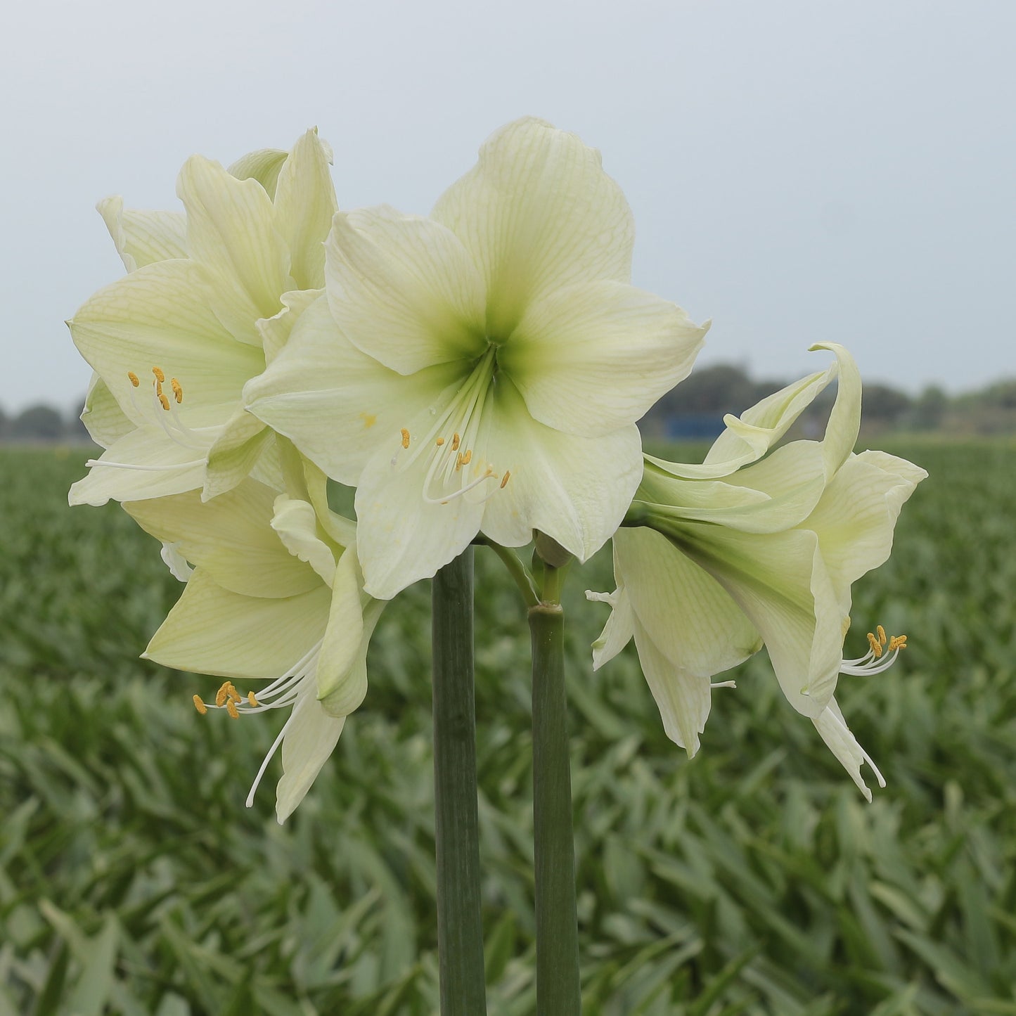 Beeswax-Dipped Amaryllis Bulb